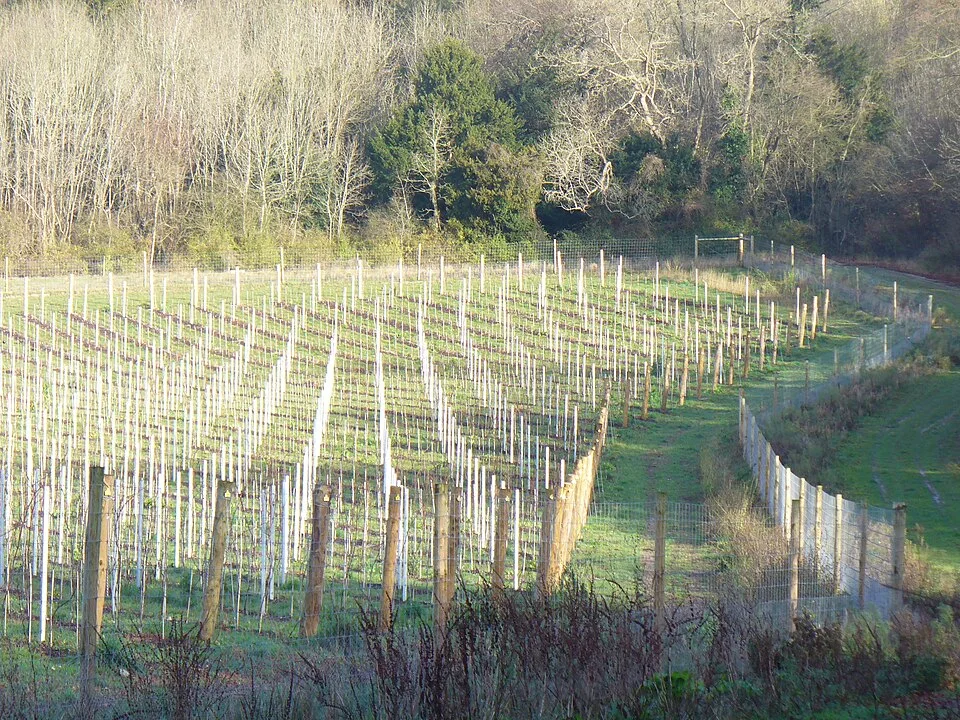Albury Organic Vineyard in Engeland: een voorbeeld van een biologische wijngaard, ter illustratie van de teeltwijze.