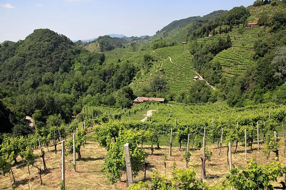 Wijngaarden bij Collagù in het gebied Conegliano Valdobbiadene – Prosecco DOCG.