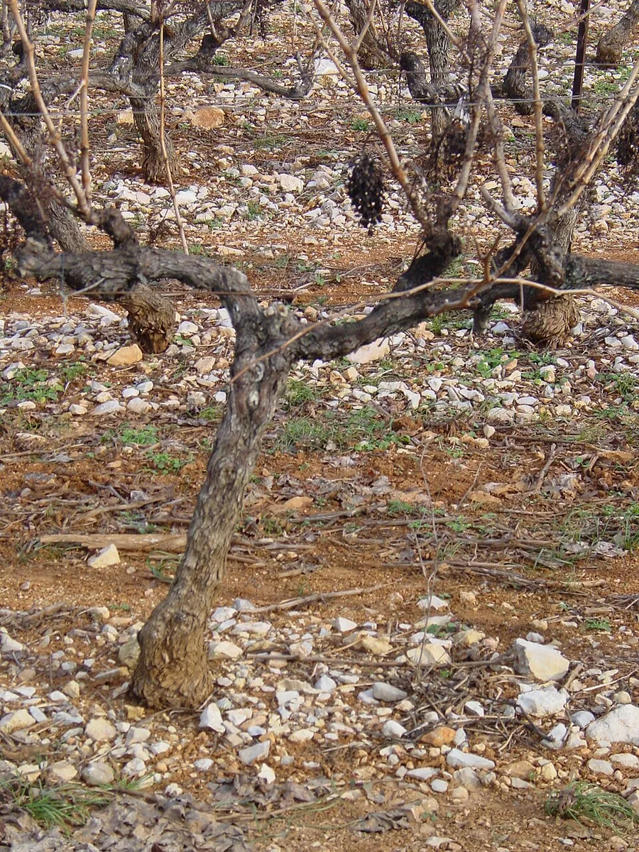 Winterse wijnstokken in de Provence. Een streeknaam op het etiket verwijst naar een afgebakend herkomstgebied.