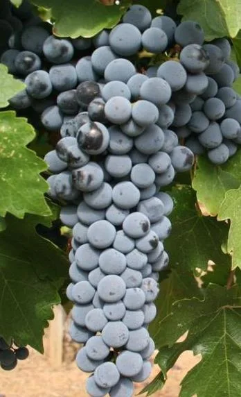 Cabernet Sauvignon, één van de druiven binnen de Cabernet-familie.