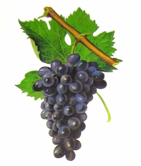 Cinsault op een historische botanische plaat.
