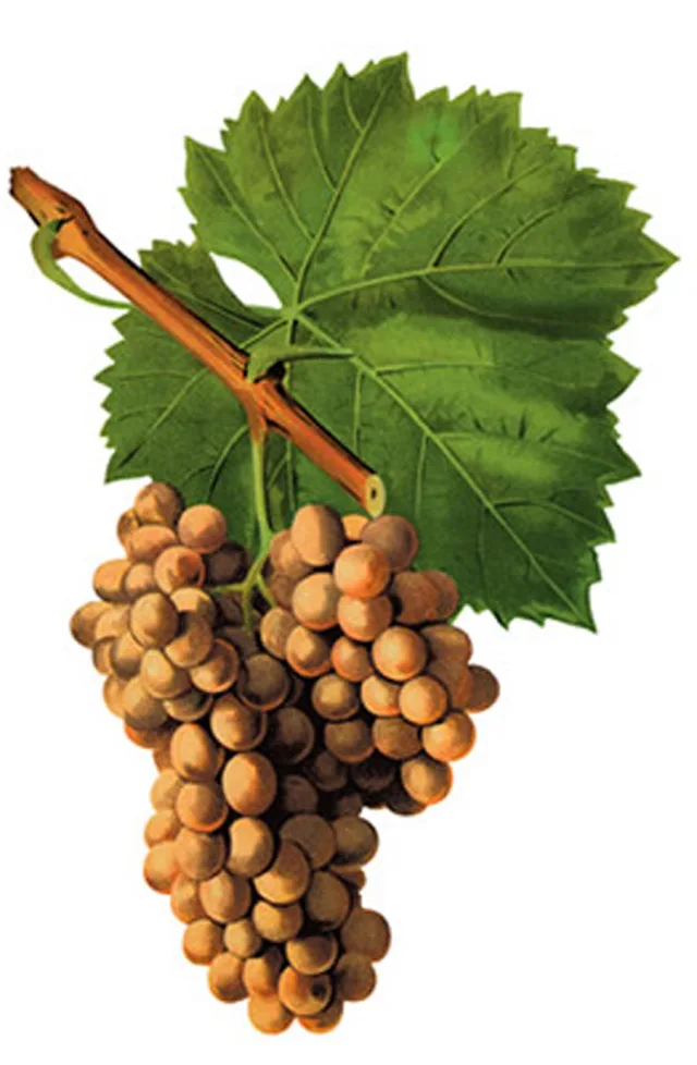 Grenache Blanc op een historische botanische plaat.
