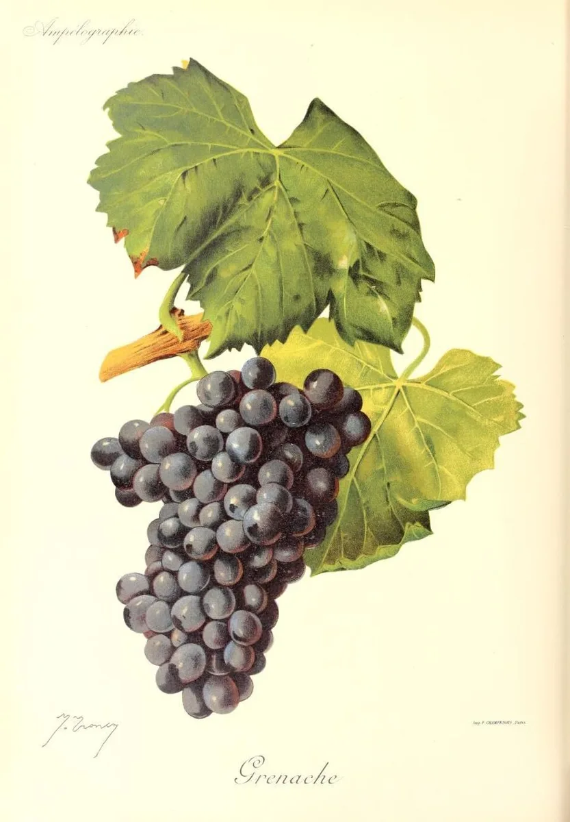 Blauwe Grenache, met zijn herkenbare tros en blad op een historische plaat.