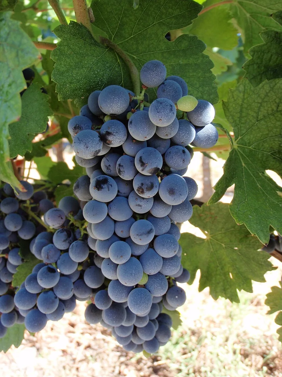 Marselan: een blauwe druif die Cabernet Sauvignon en Grenache als ouders heeft.