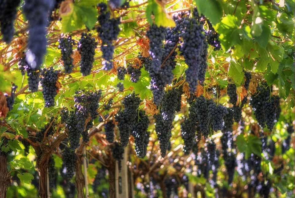 Druiven in Valpolicella, de thuisstreek van Molinara. De foto toont de streek, geen bevestigde Molinara-tros.