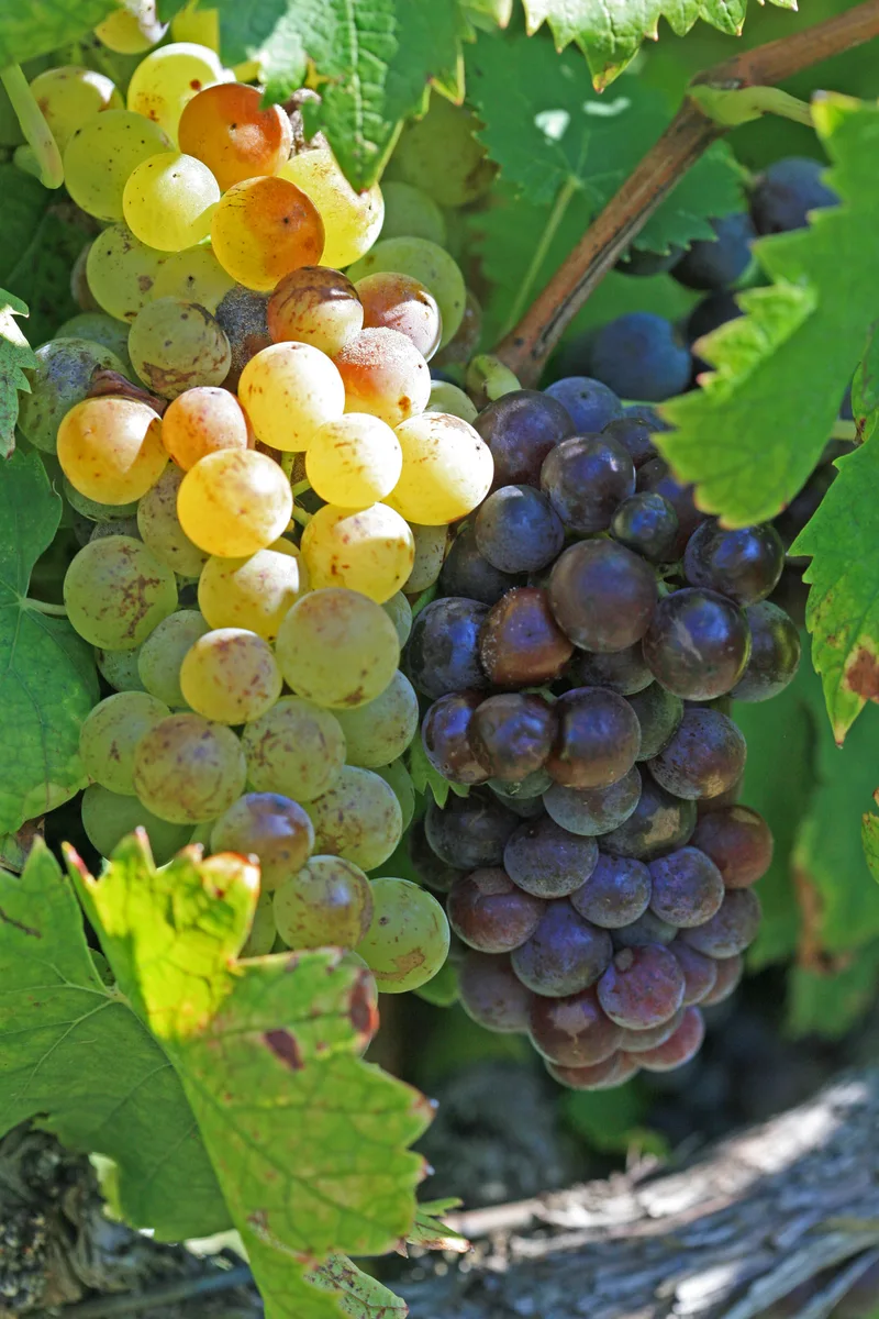 Witte en blauwe Muscat: Moscato is een familie van aromatische druiven.