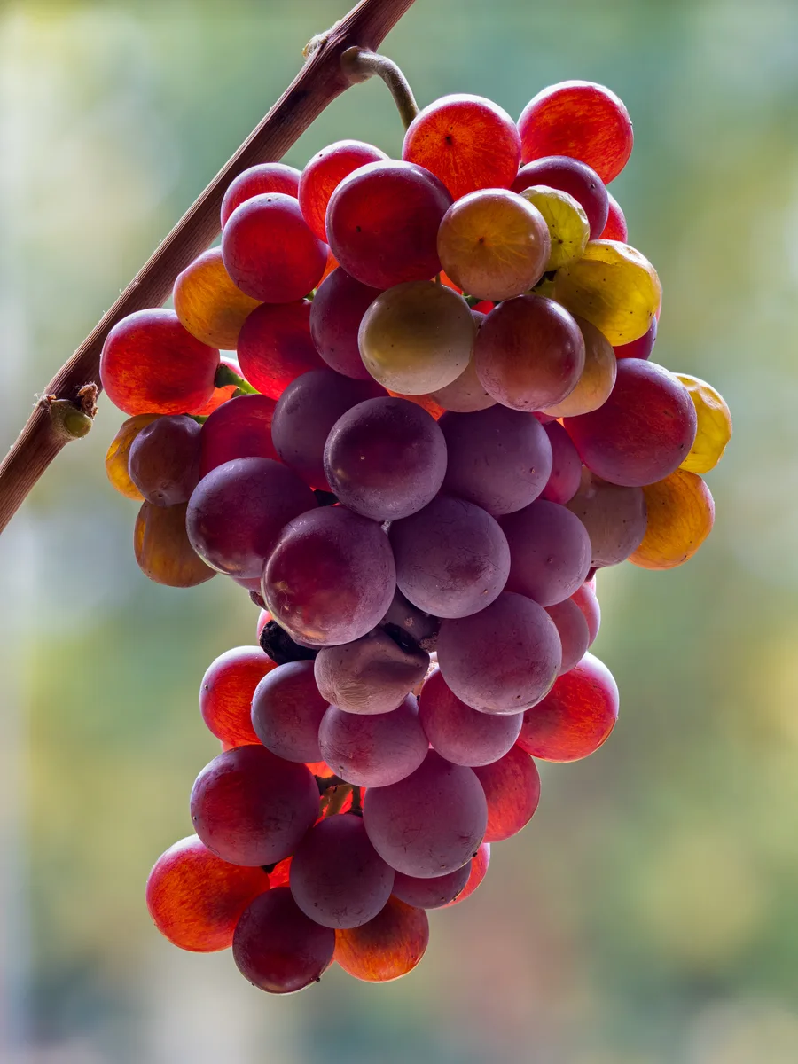 Pinot Grigio: een witte wijn begint hier met grijsroze druiven.