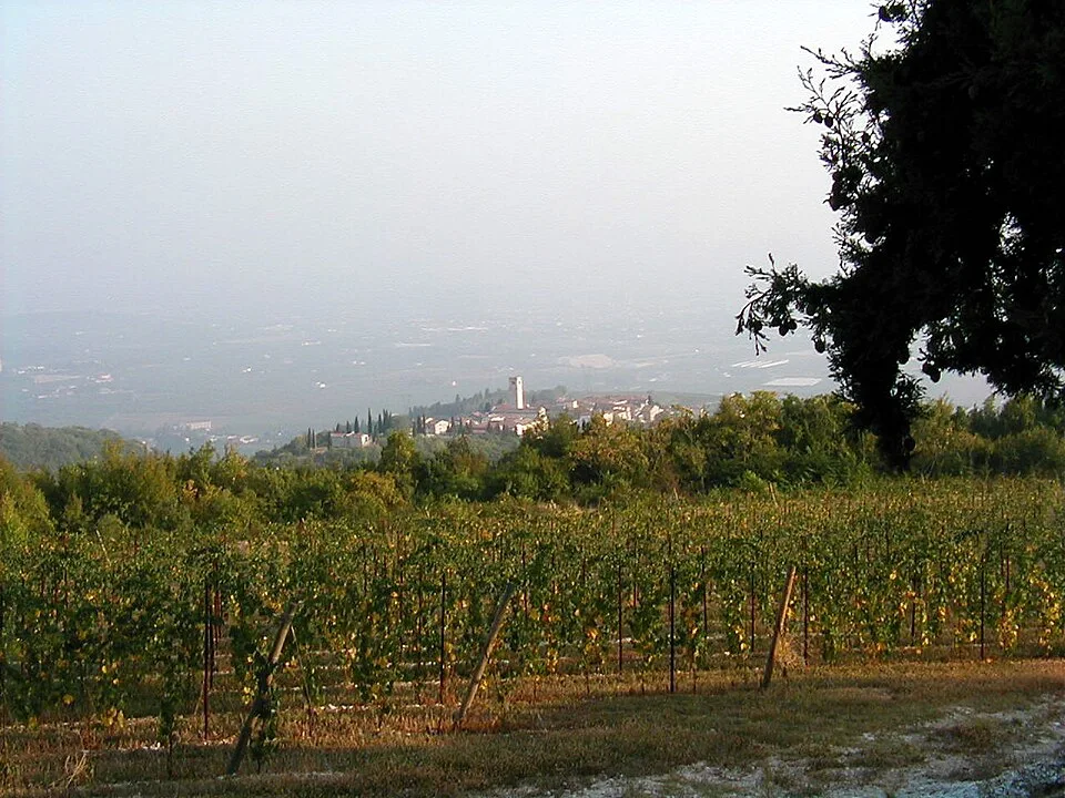 Wijngaard in Valpolicella, de streek waar Rondinella vaak samen met Corvina wordt gebruikt.