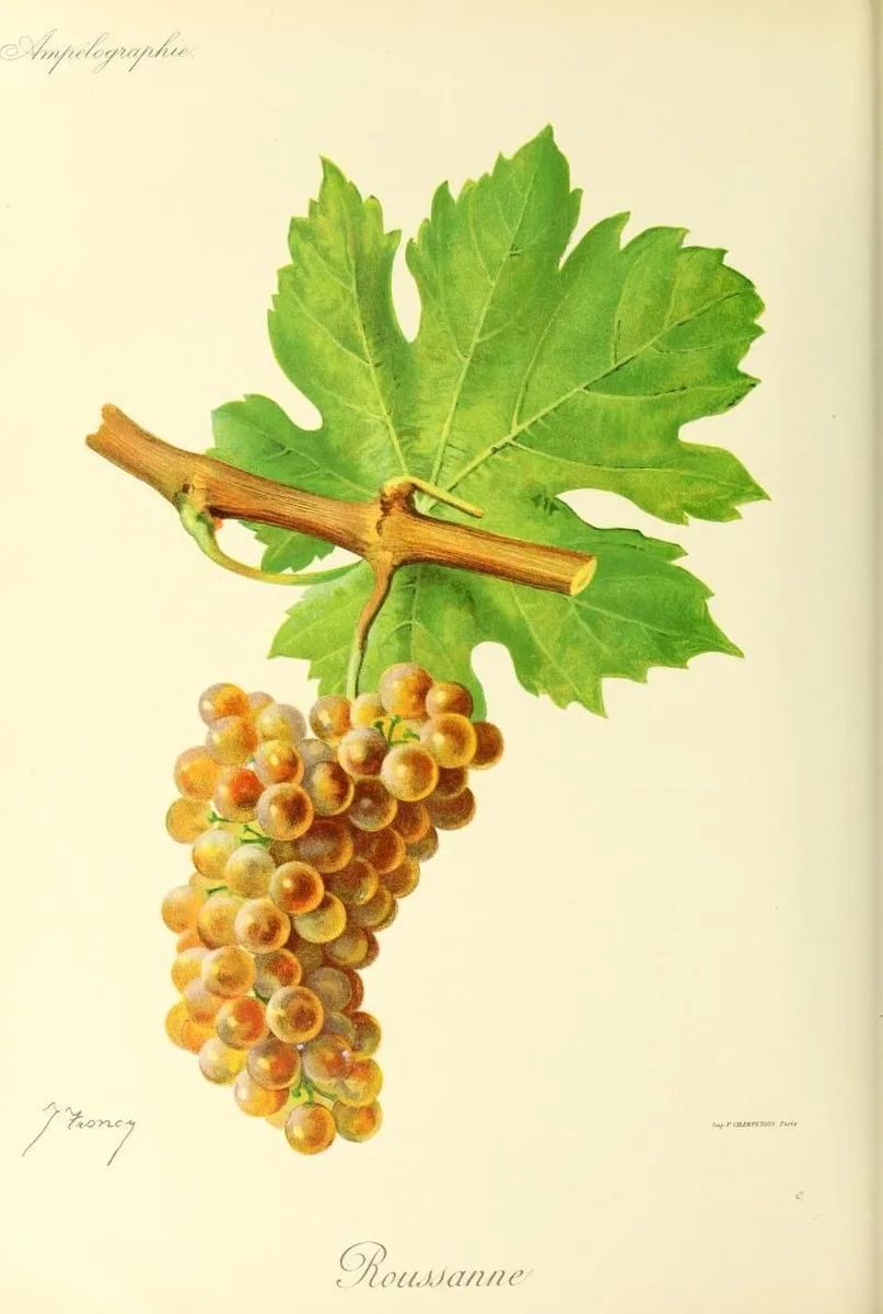 De druif Roussanne op een historische botanische plaat.