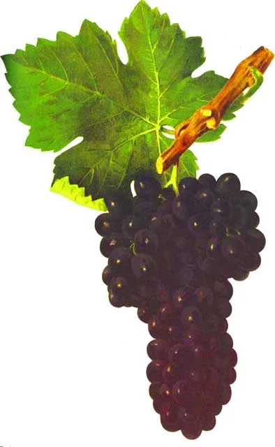 Syrah op een botanische plaat: druiventros en blad naast elkaar.
