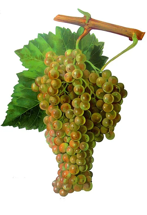 Historische botanische plaat van Ugni Blanc, ook bekend als Trebbiano Toscano.