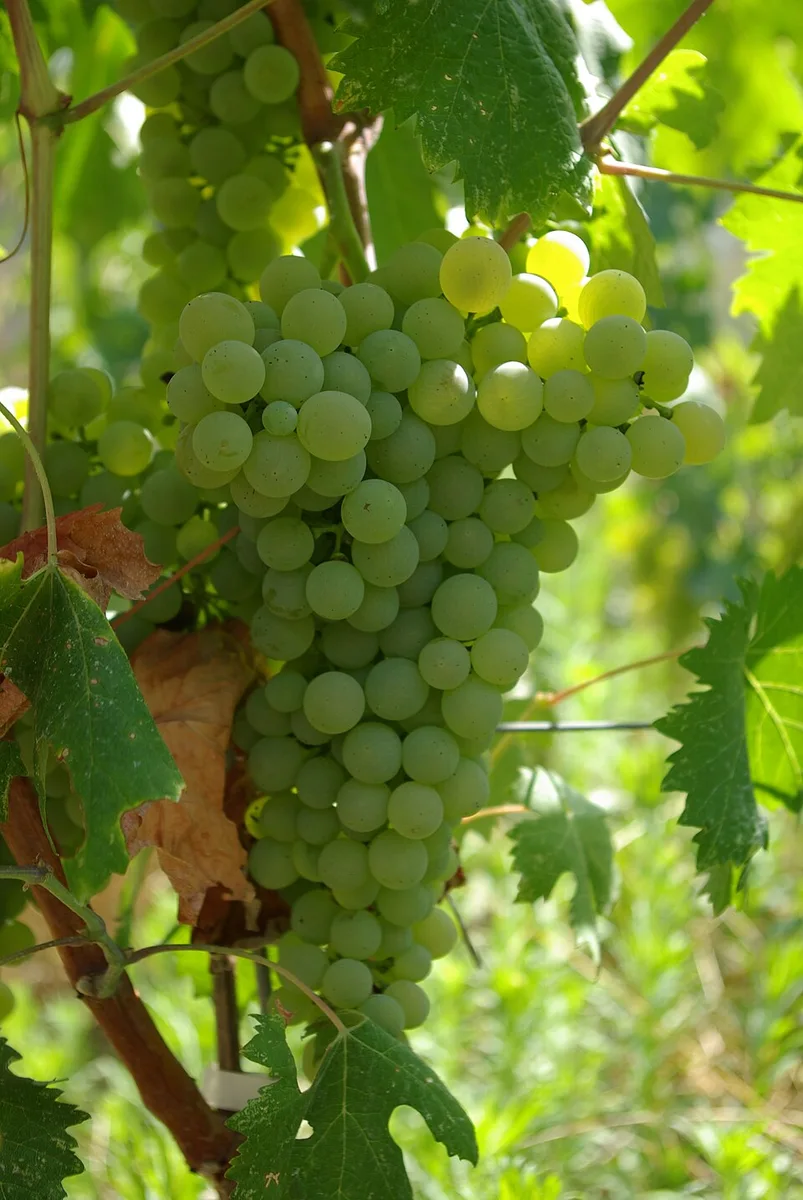 Vermentino, in Zuid-Frankrijk ook Rolle genoemd.