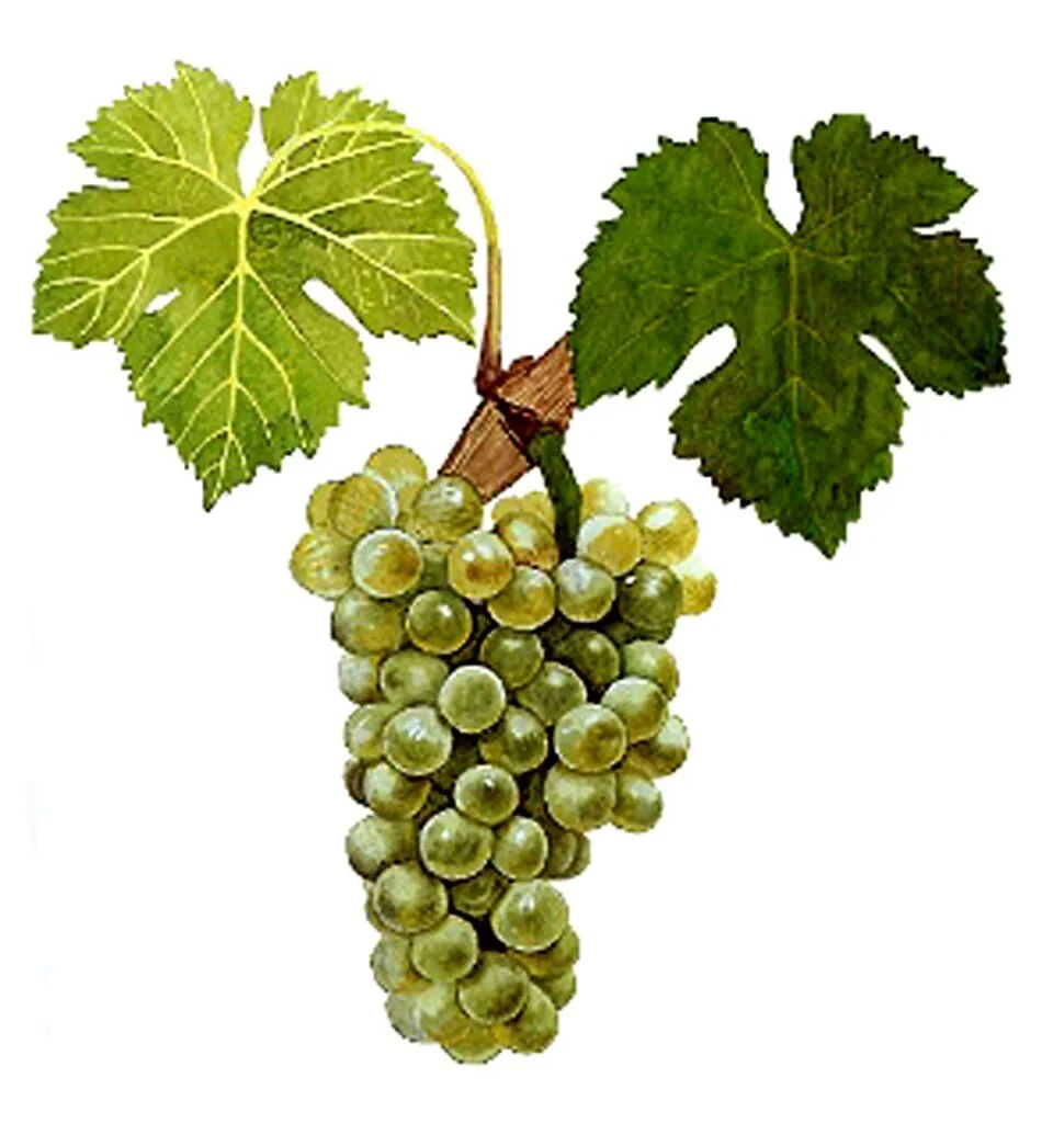 Viognier, geïllustreerd in de historische ampelografie van Viala en Vermorel.
