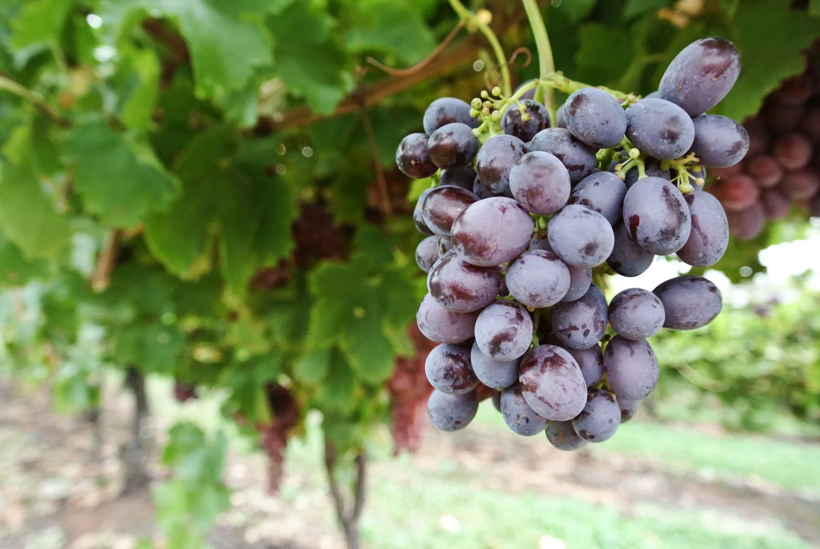 Blauwe druiventrossen tussen groene bladeren aan de wijnstok