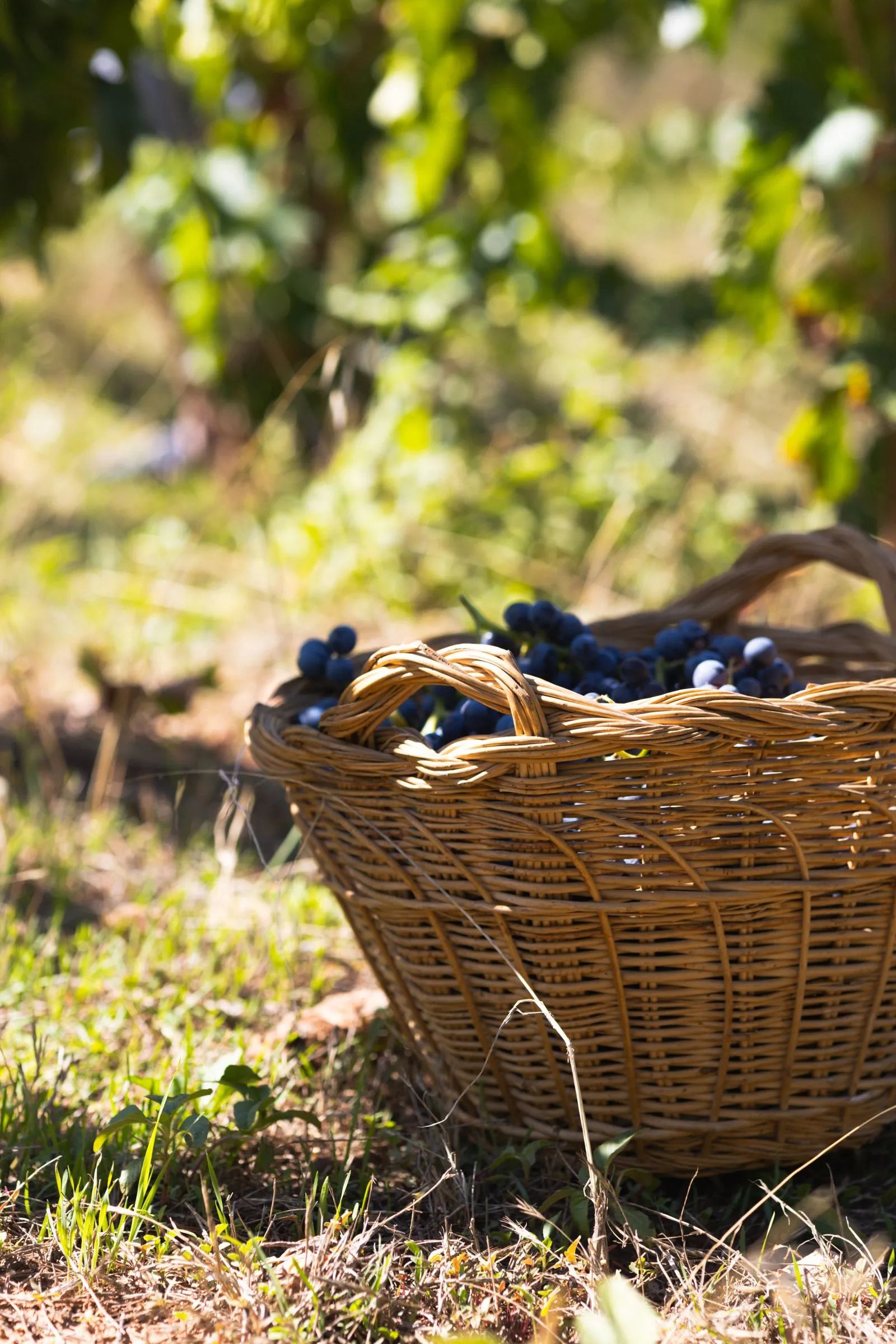 Mand met geoogste blauwe druiven in een zonnige wijngaard