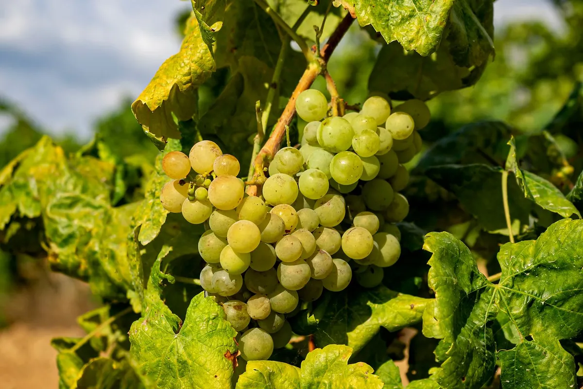 Groene druiventrossen tussen bladeren aan de wijnstok
