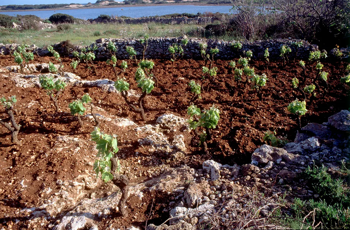 Laag gehouden wijnstokken op roodbruine grond in Puglia