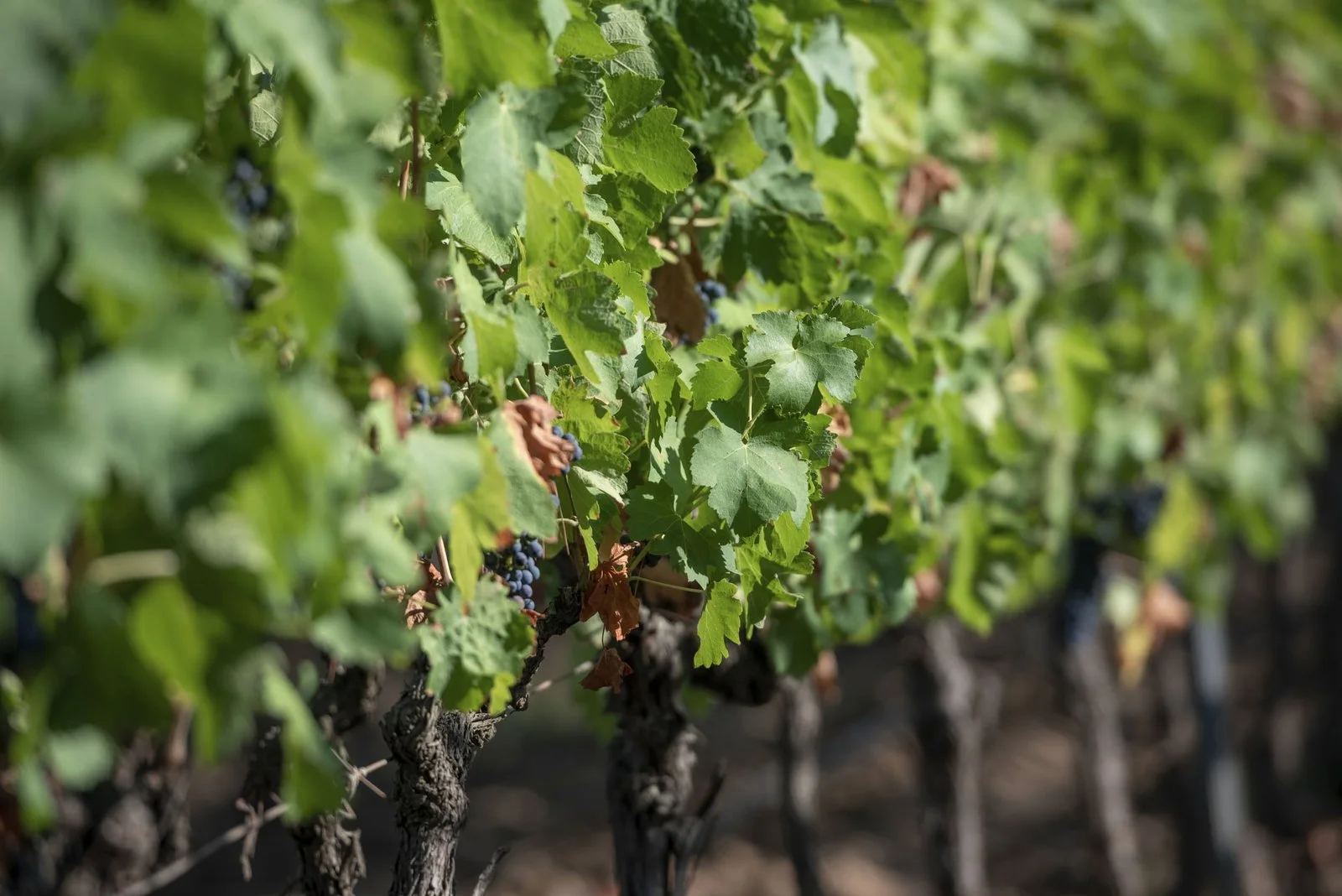Druiventrossen en groene bladeren in de wijngaard van Château Rousset