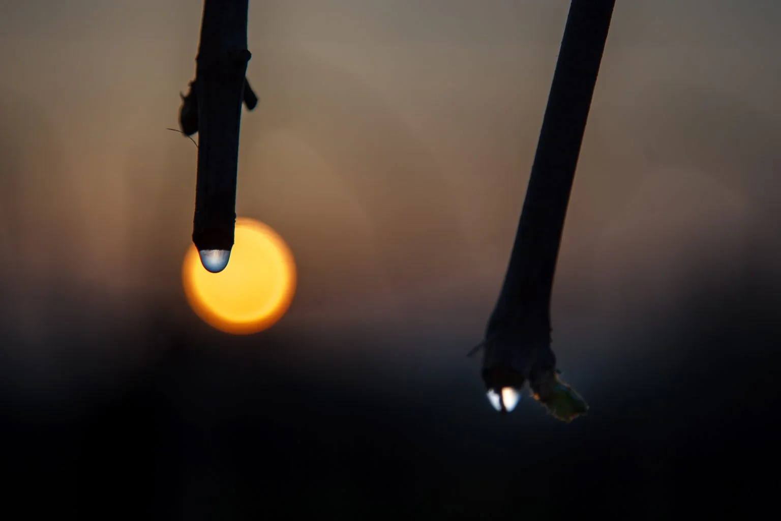 Een druppel aan een gesnoeide wijnstok bij zonsondergang op La Rifra
