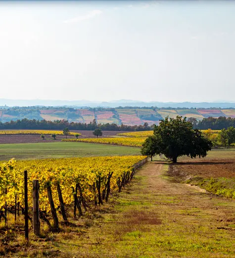 Wijngaarden en akkers in het landschap van Gavi